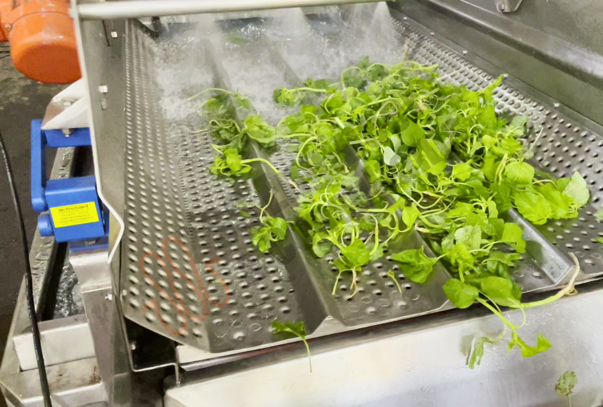 Leafy Green Vegetable Washing Line